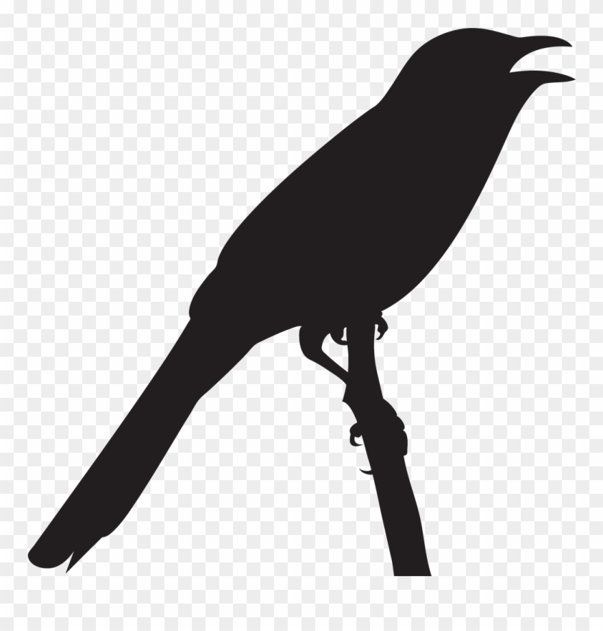 Vireo Clipart Probably - Png Download