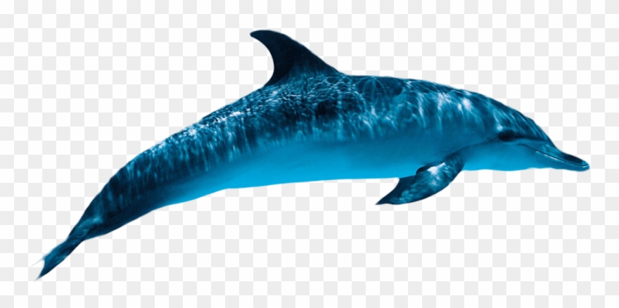 Dolphin Transparent - Dolphin Png Clipart