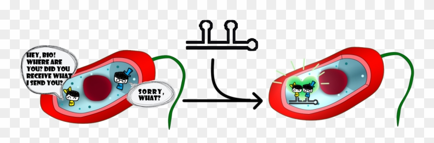 1 The Function Of Binding Enzymes Together Of Rna Scaffold Clipart