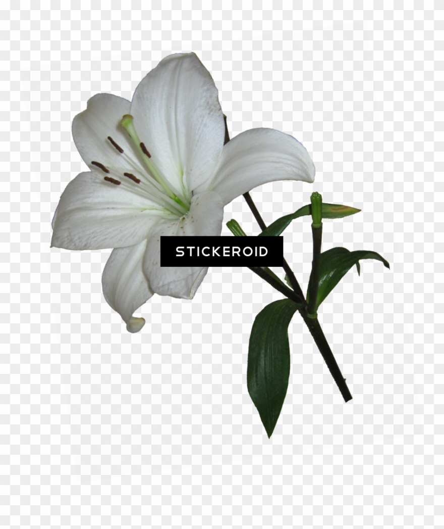 Lily Flower - White Lily Transparent Background Clipart