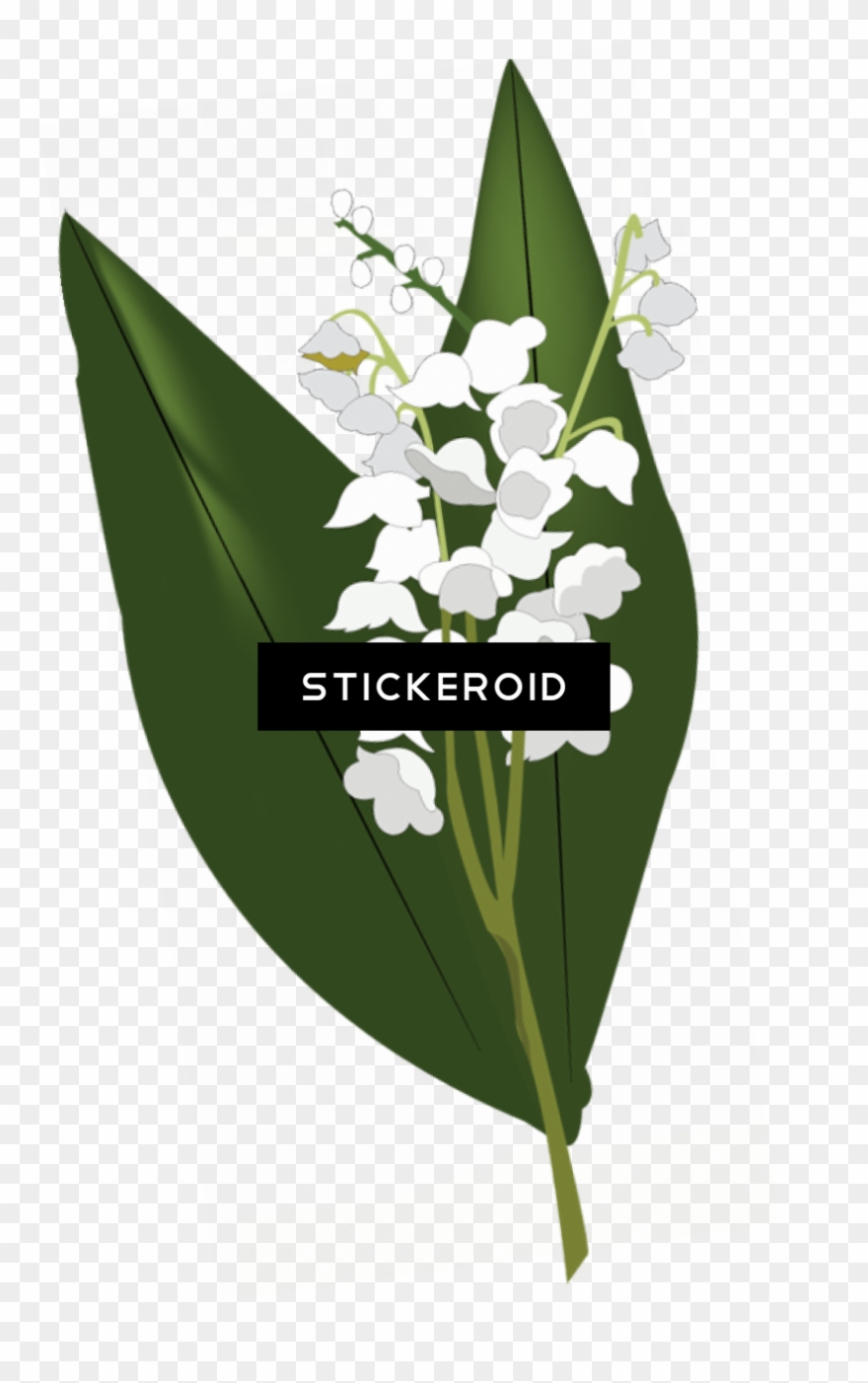 Lily Of The Valley Hd Flowers Nature - Lily Of The Valley Clipart