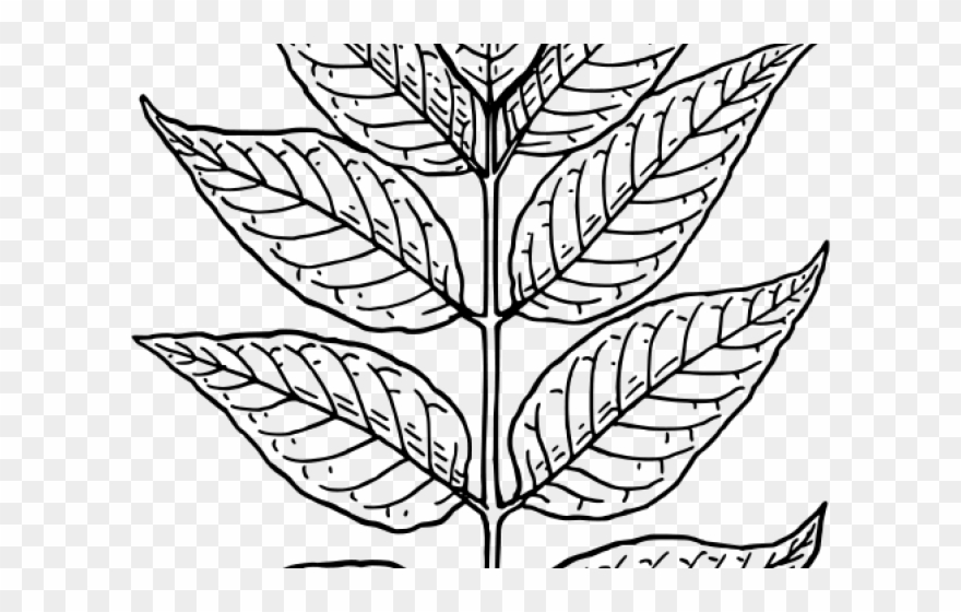 Guava Clipart Leaf - Draw A Neem Leaf - Png Download