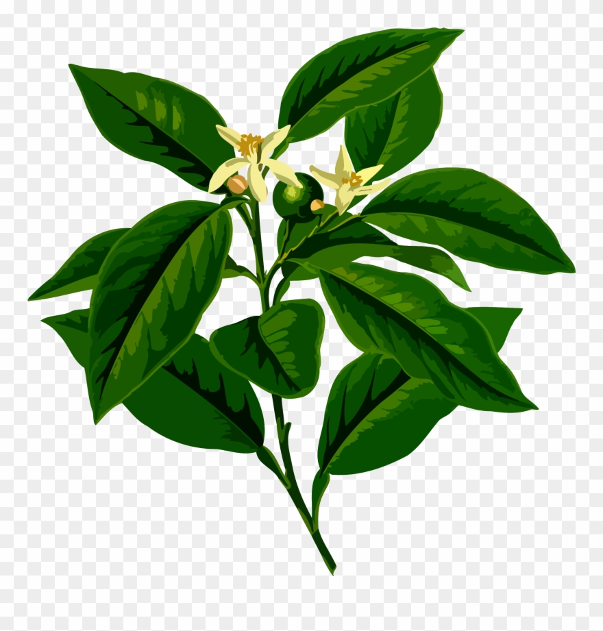 Big Image - Citrus Limon L Osbeck Clipart