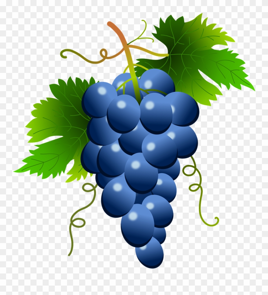 Grape Vector Png White Clipart