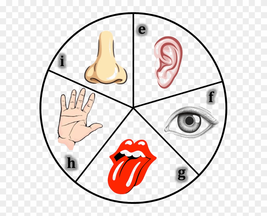 Sensory Dermatomes Of The Human Body - 5 Sense Organs Of Human Body Clipart