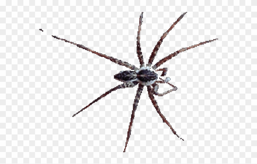 Spider Clipart Animation - Araignée - Png Download