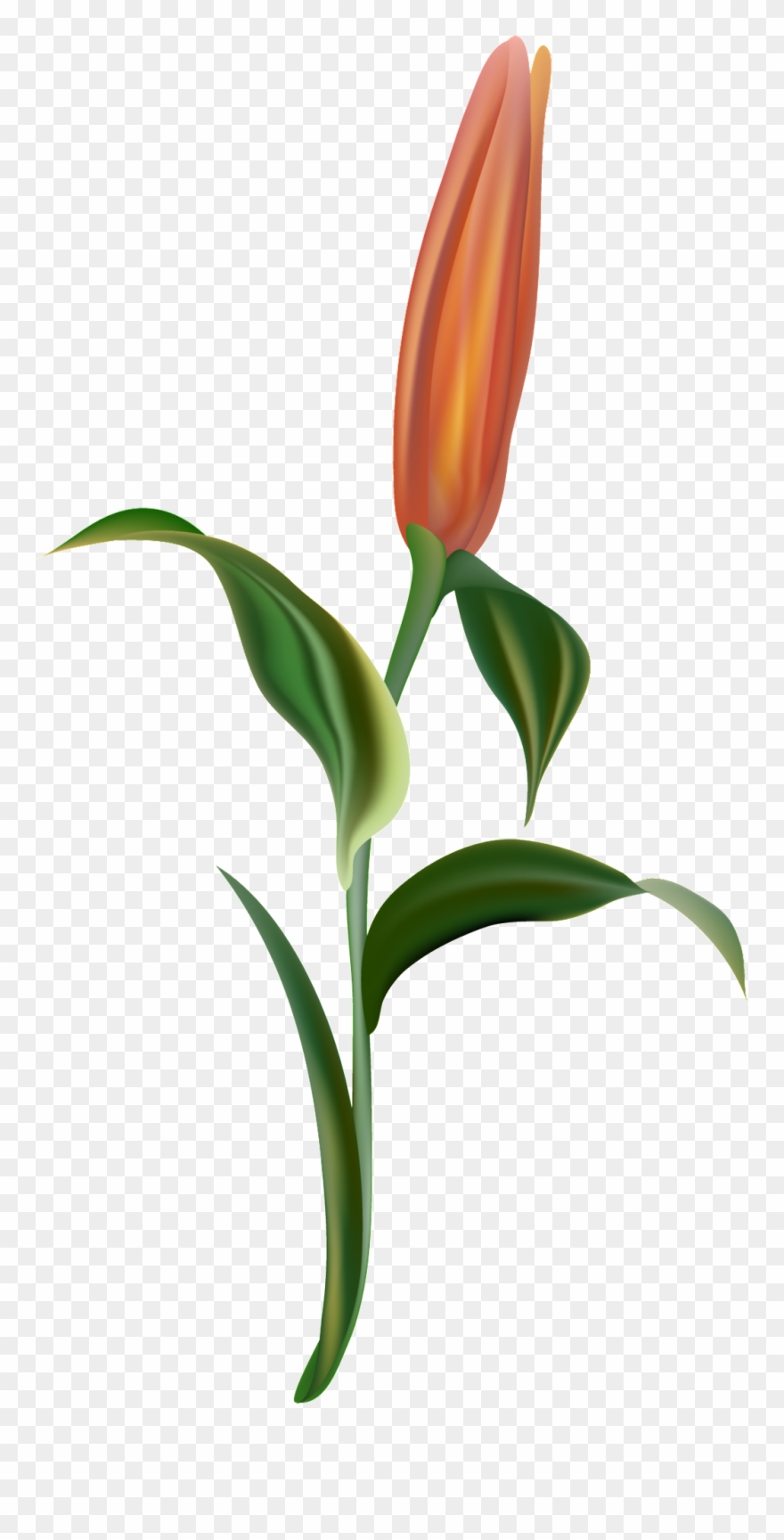 Orange Light Flower Branch Transparent Decorative - Lady Tulip Clipart