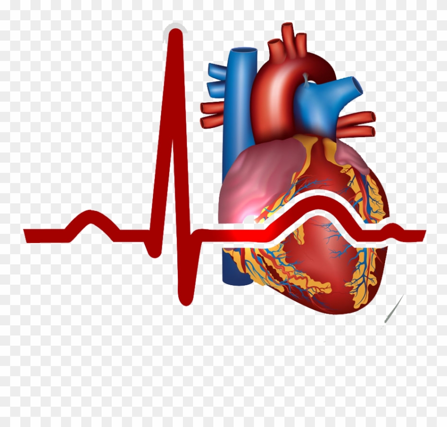 Myocardial Infarction Heart Cardiovascular - Heart Circulatory System Clipart - Png Download