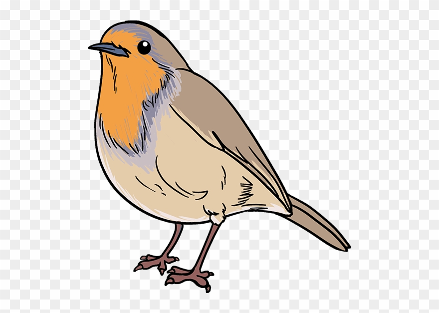 How To Draw Robin - Draw A Robin Bird Clipart