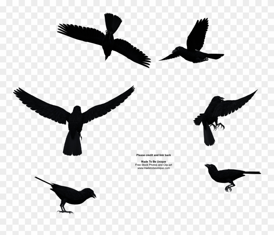 Common Raven Free Stock Image - Flying Raven Png Clipart