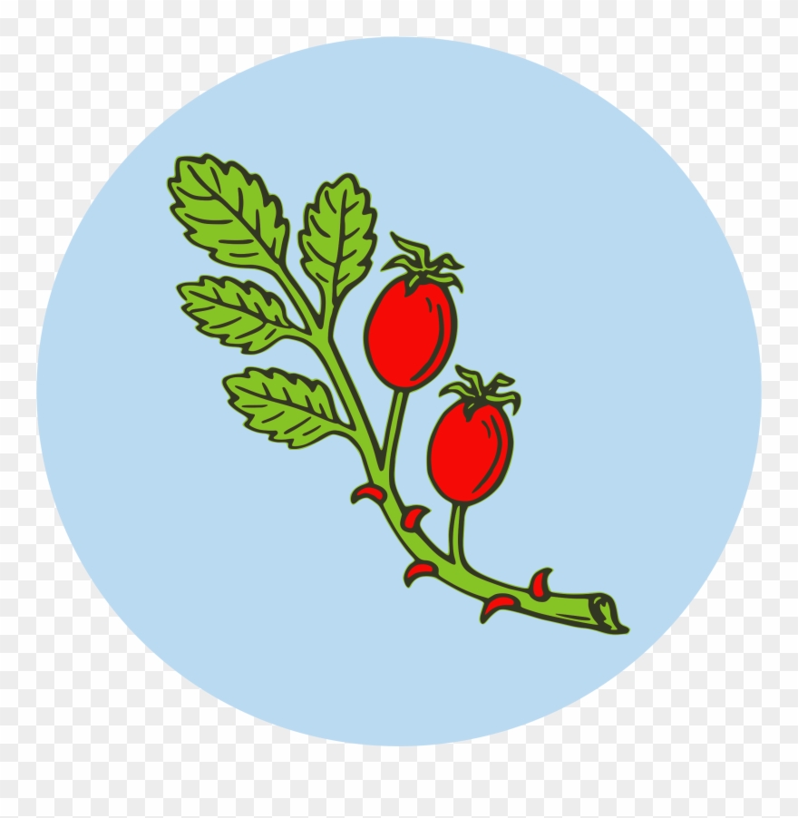 Big Image - Rose Hip Clipart - Png Download