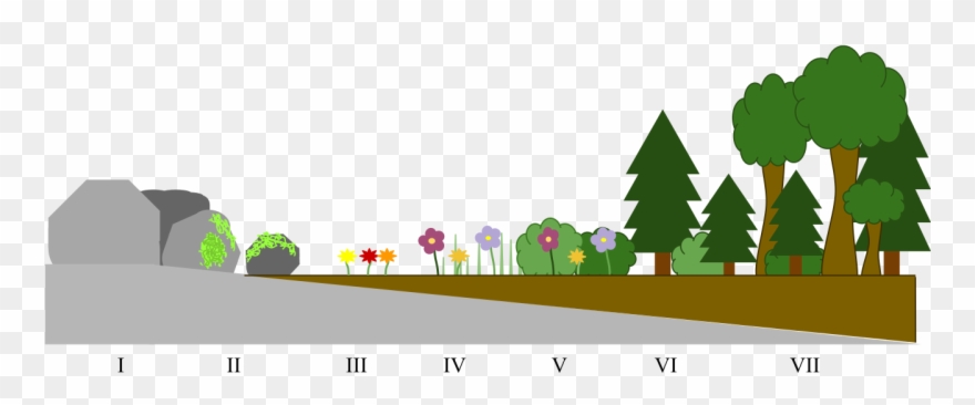 File Primary Succession Diagram Svg Wikimedia Commons - Primary And Secondary Succession Timeline Clipart
