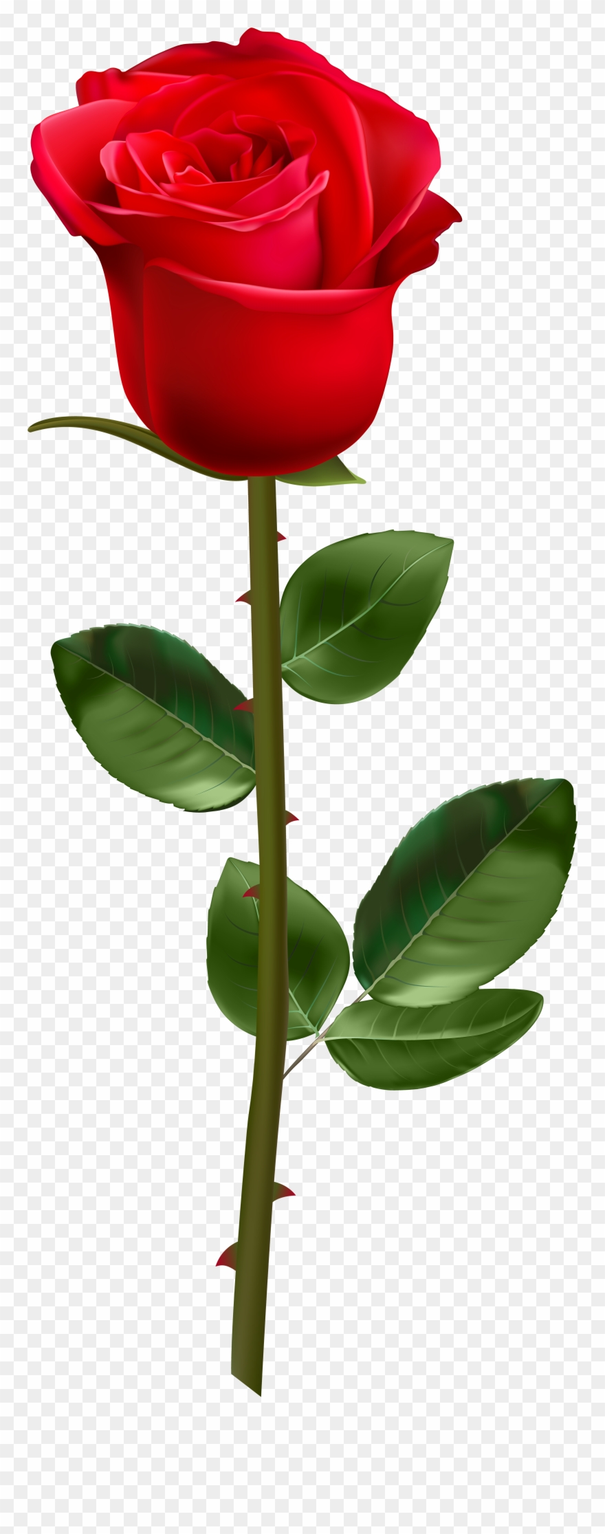 White Rose With Stem Clipart