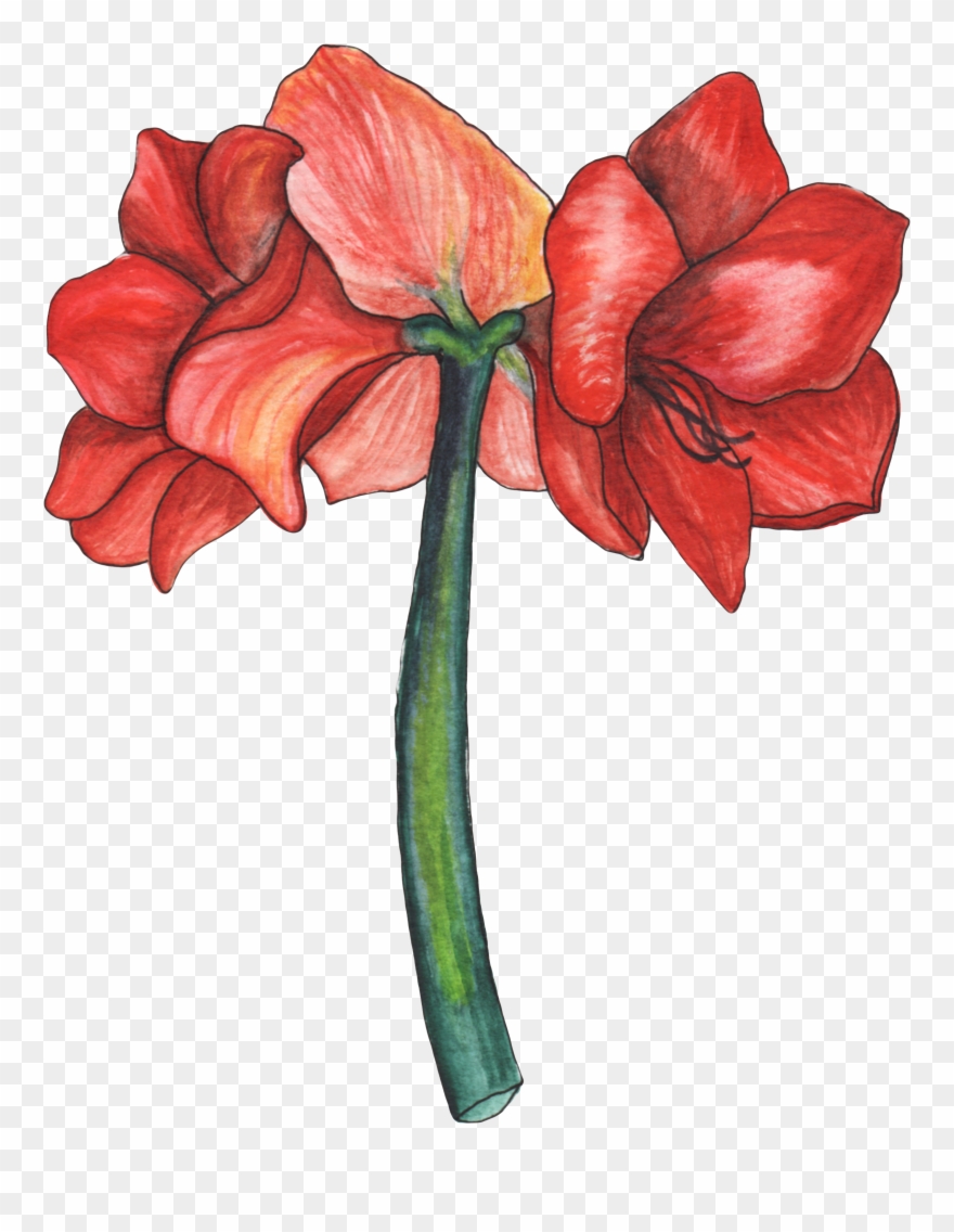 Amaryllis Est Une Figure De La Mythologie Grecque Représentant - Lily Clipart