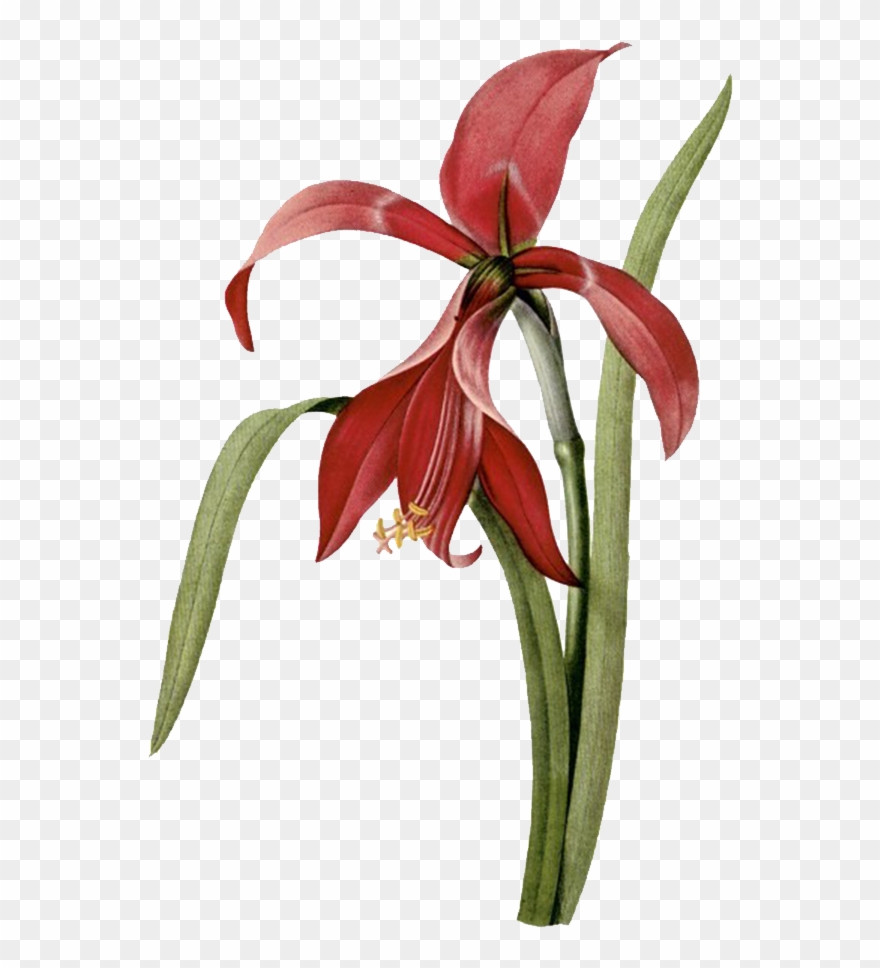 Svg Free Amaryllis Drawing Realistic - Flower Illustrations Clipart