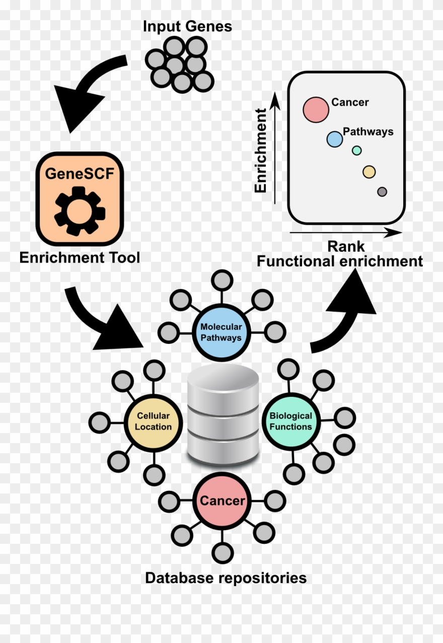 Genescf A Real-time Based Functional Enrichment Tool - David Annotation Functional Tool Clipart