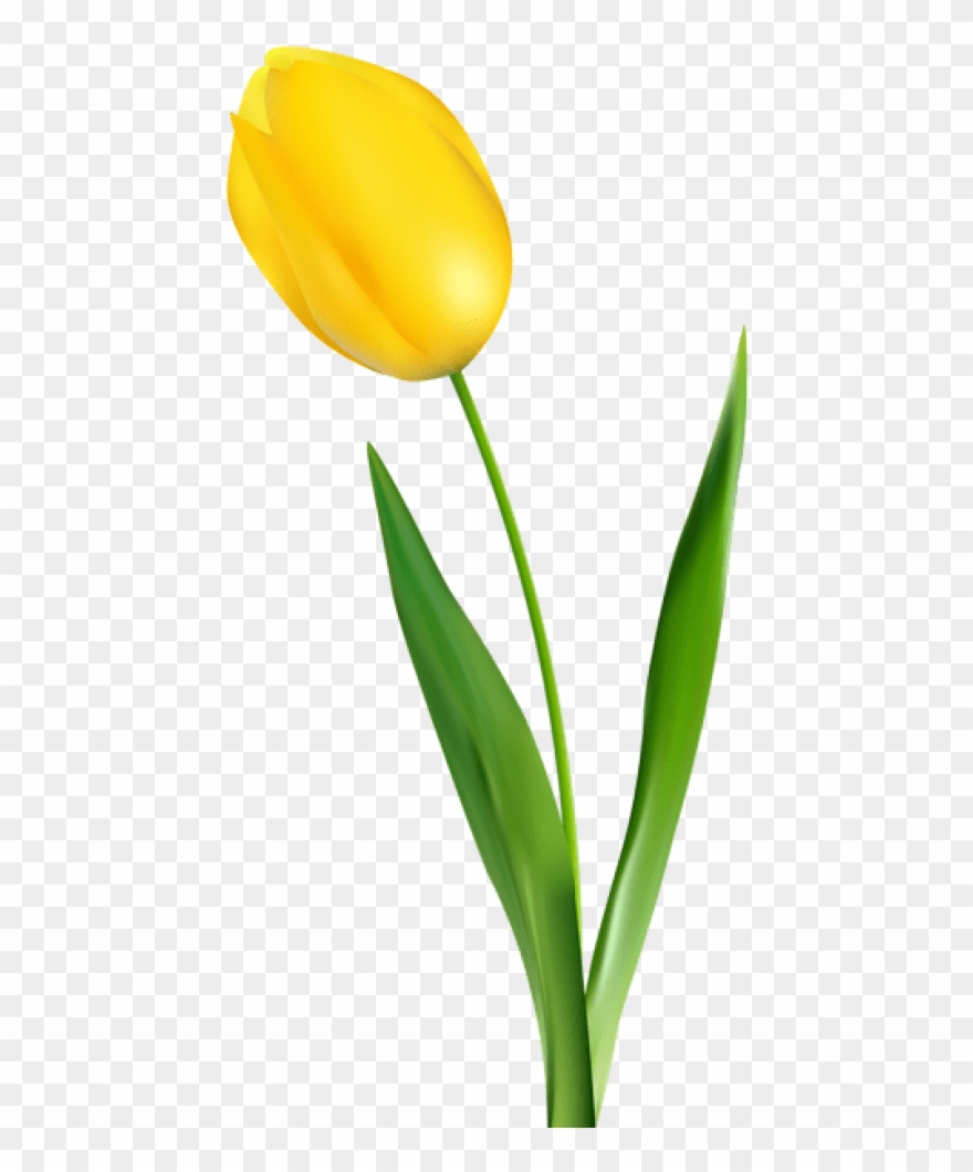 Free Png Yellow Tulip Transparent Png Images Transparent Transparent