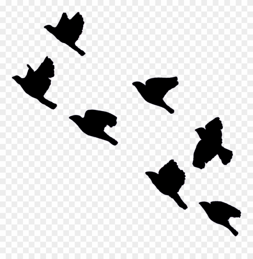 Birds Bird Fly Sky Blackbirds Flying Blackcolor Ftestic - Bird Clipart