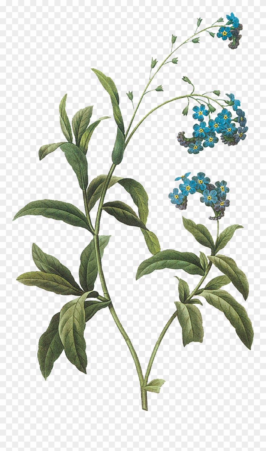 0 84f37 C074c808 Orig - Vintage Blue Flower Png Clipart