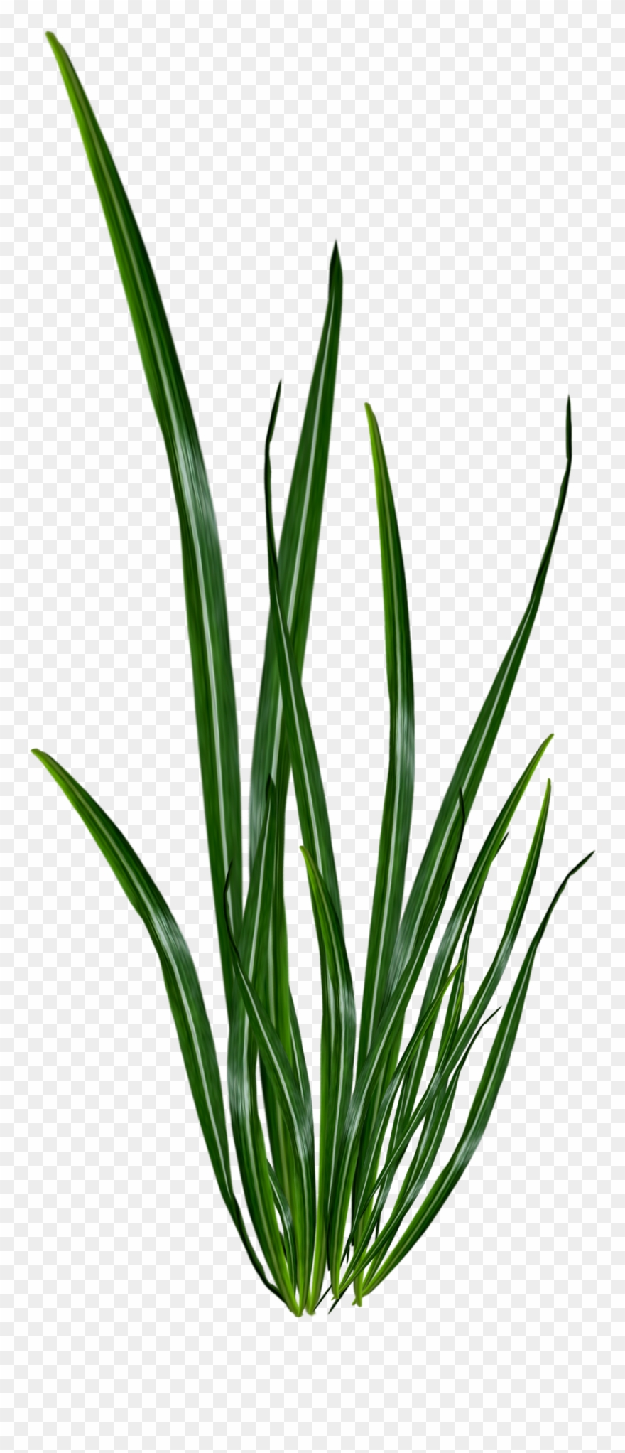 Renders Plante Verte - Plante Verte Sans Fond Clipart