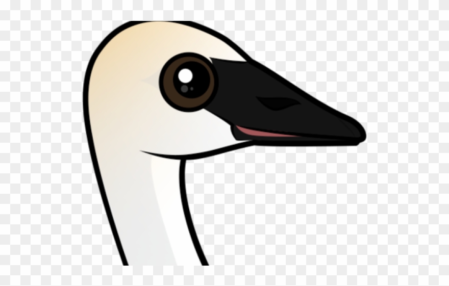 Swan Clipart Trumpeter Swan - Cygnini - Png Download