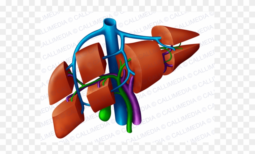 Digestive System Segments - Segmentos Del Higado 3d Clipart