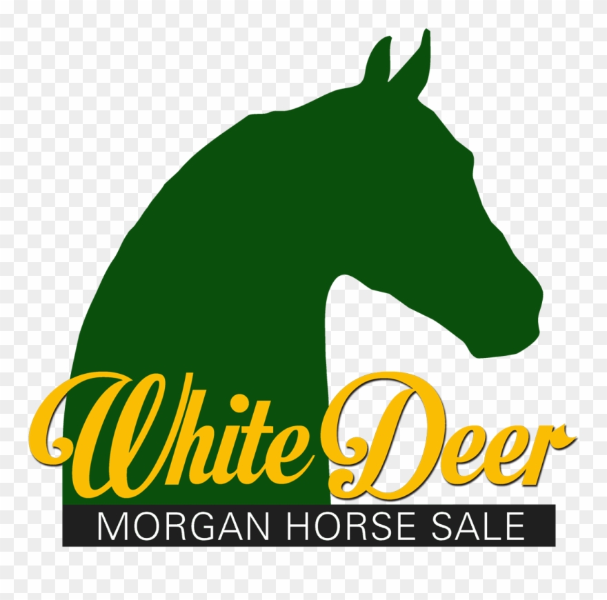White Deer Morgan Horse Sale - Morgan Horse Clipart