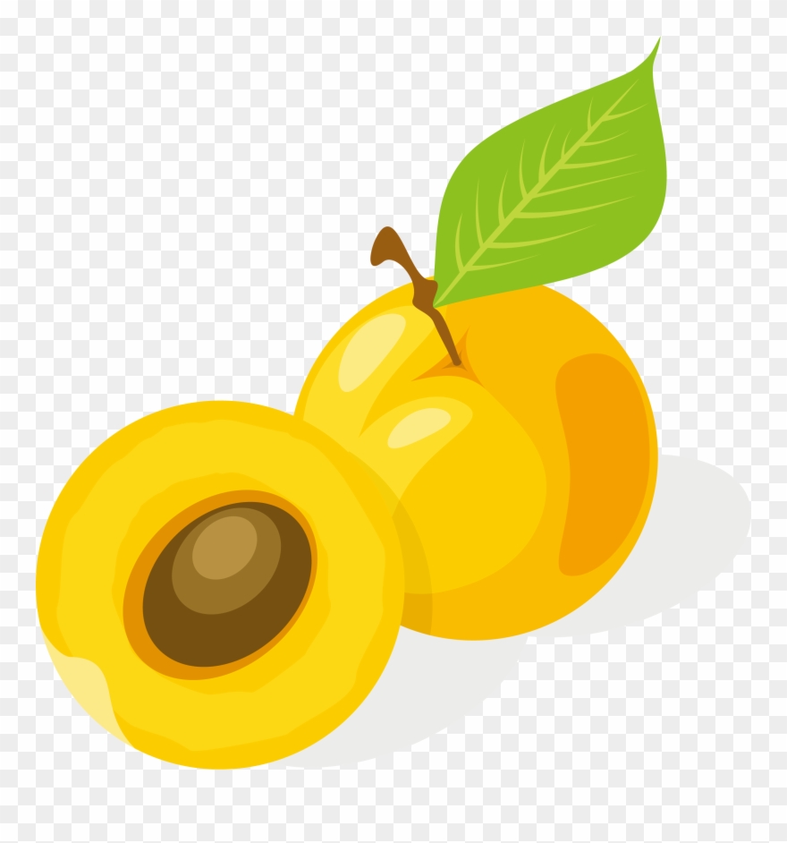 Apricot Drawing Fruit - Apricot Vector Clipart