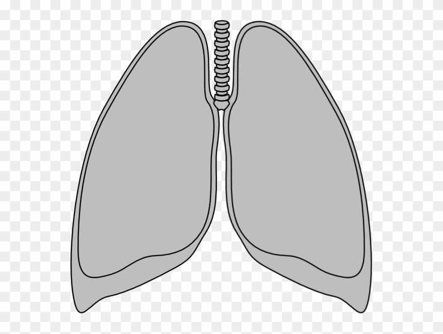 Transparent Lungs Clip Art - Png Download