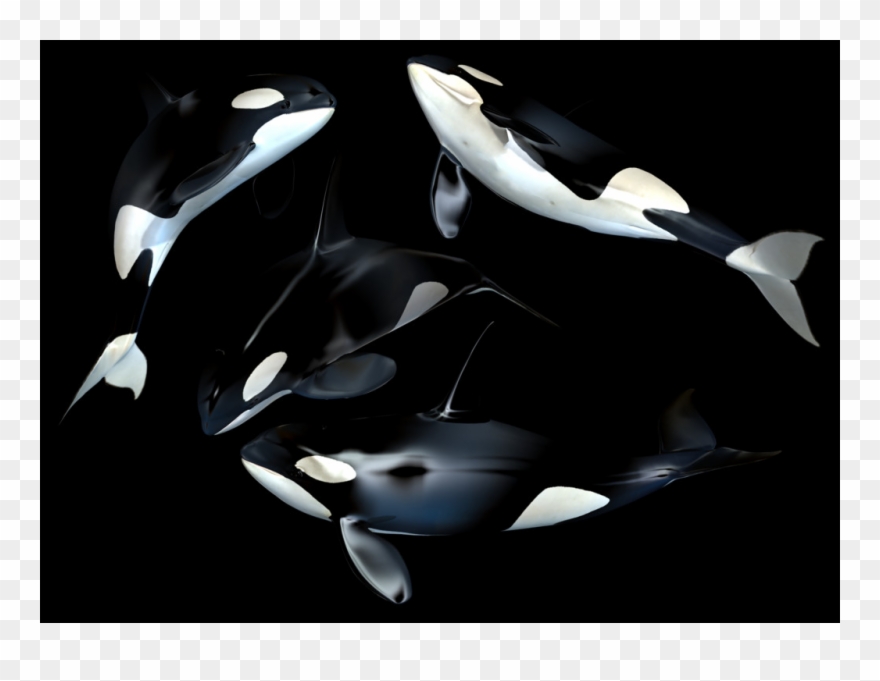 Whale Free Transparent Cutouts - Killer Whale Clipart