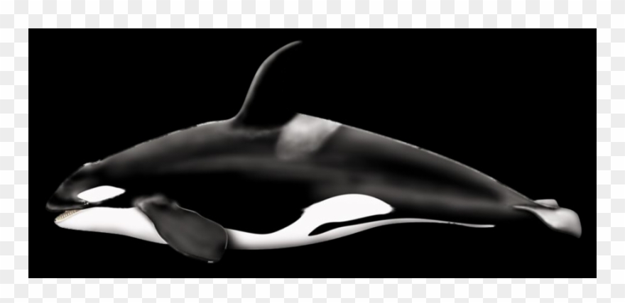 Whale Free Transparent Cutouts - Orca Killer Whale Clipart