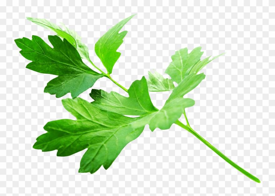 Free Png Parsley Leaves Png Images Transparent - Parsley Png Clipart
