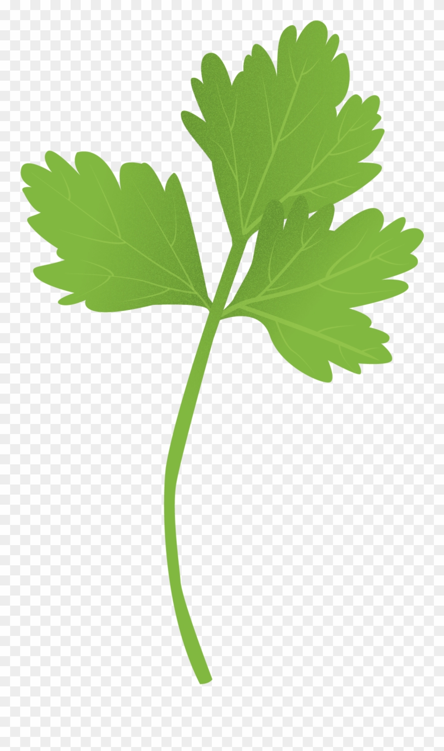 Parsley Clipart