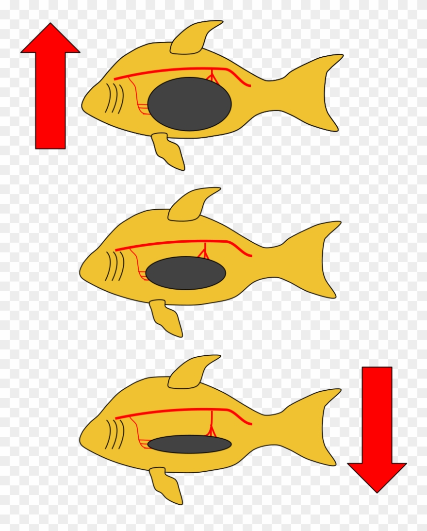 Fish Swim Bladder Clipart