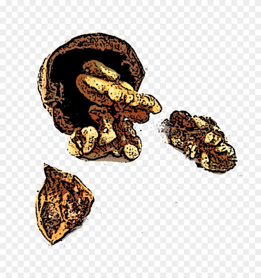 Tiko-walnuts - Portable Network Graphics Clipart