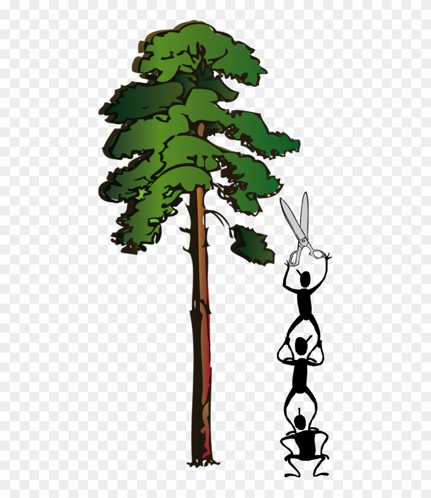 Prunetrees - Maidenhair Tree Clipart