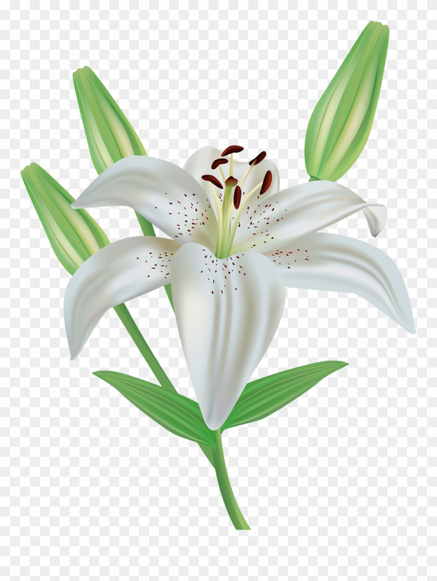 Orange Flower Clipart Stargazer Lily - White Lily Flower Clipart - Png Download
