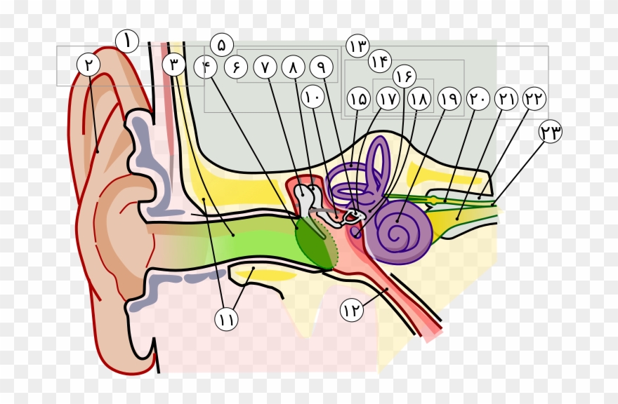 Anatomy Of The Human Ear In Farsi Numbers - Cat Ear Anatomy Clipart