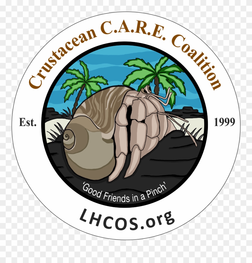 Crabs Clipart Crabbing - Hermit Crab - Png Download