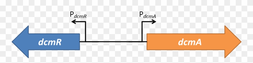 Figure 2shows The The Gene Region Under Investigation - Yesterday Today Tomorrow Visual Clipart