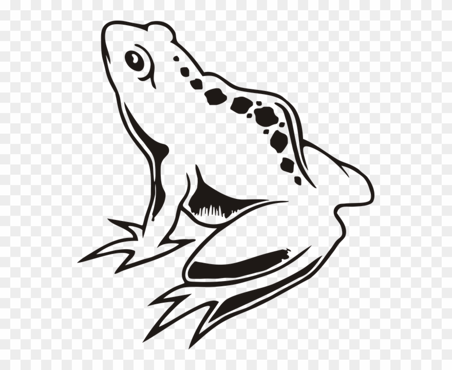 Frog-1 - Anfibios A Blanco Y Negro Clipart