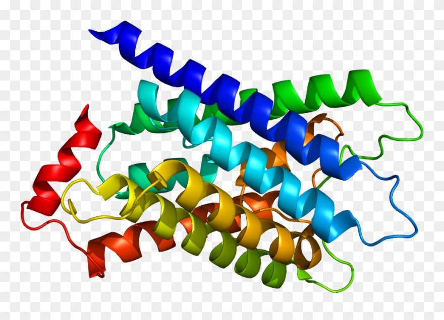 Mip Proteina Clipart