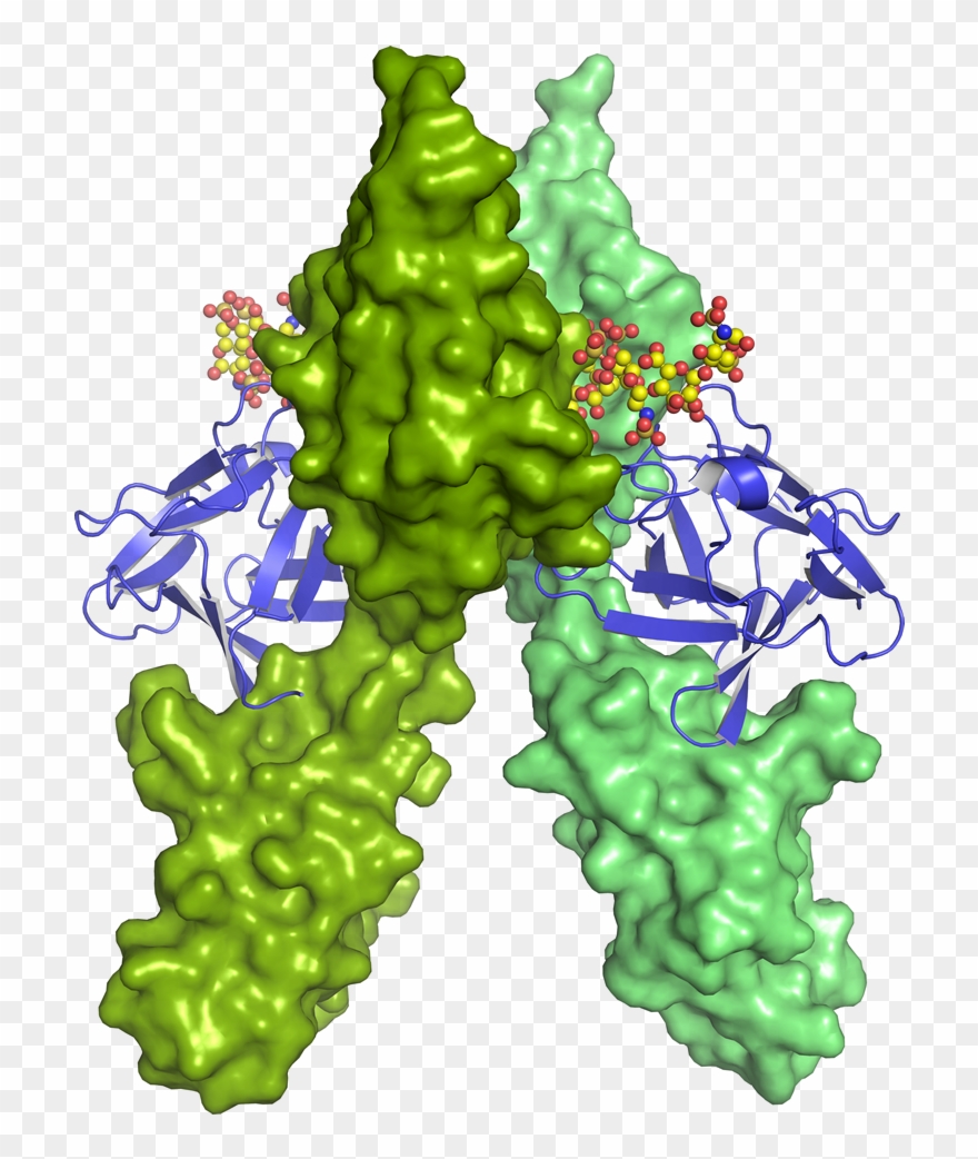 Gene Cloning & Vector Design - Basic Fibroblast Growth Factor Clipart