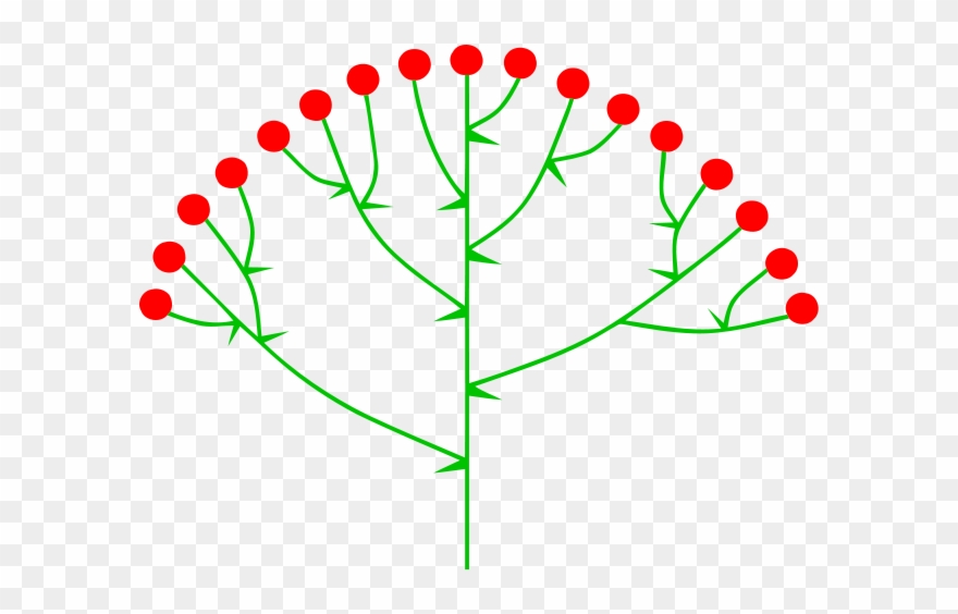 Http - //upload - Wikimedia - %28inflorescence%29 - - Buga Virágzat Clipart