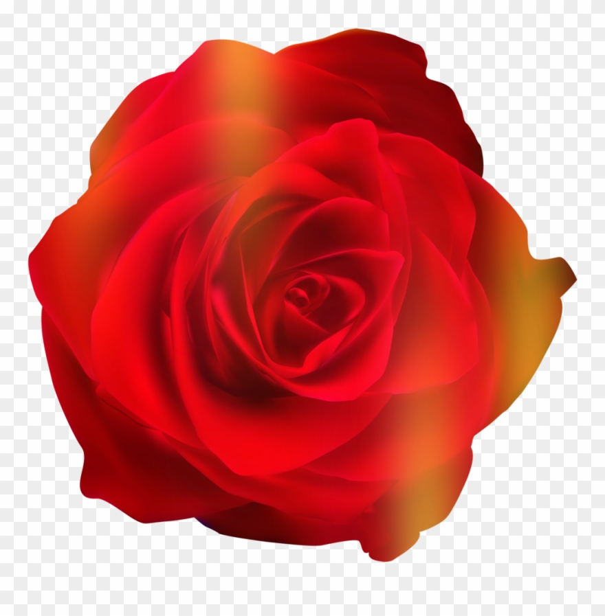 Red Rose Clipart Gallery 19 - Floribunda - Png Download