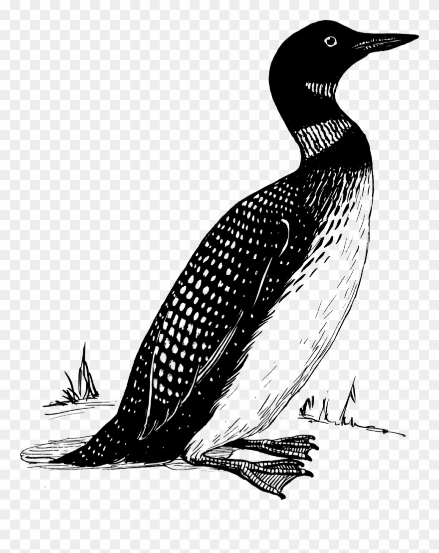 Loon Flying Line Art - Loon Legs Clipart