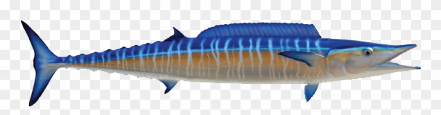 Wahoo - Wahoo Fish Clipart