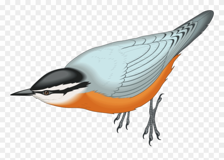 Red Breasted White Bird Clip Art Macaw - Png Birds Images File Transparent Png