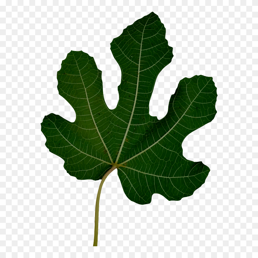 All Photo Png Clipart - Clip Art Transparent Png