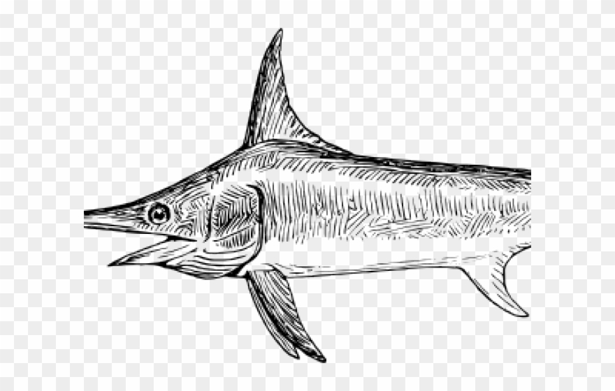 Swordfish Drawing Clipart